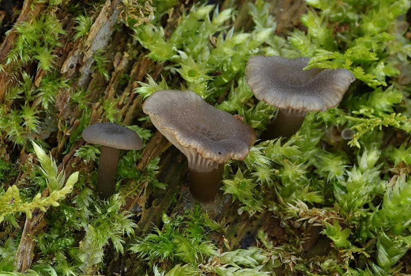 Omphalina-epichysium_WikipemiaImage: Omphalina epichysium growing on a dead log.