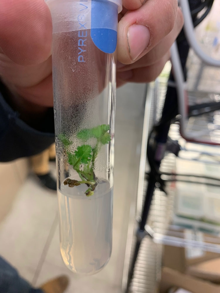 Pelargonium sidoides in a culture tube