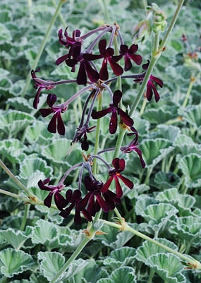 A healthy flowering Pelargonium sidoides from our greenhouse.
