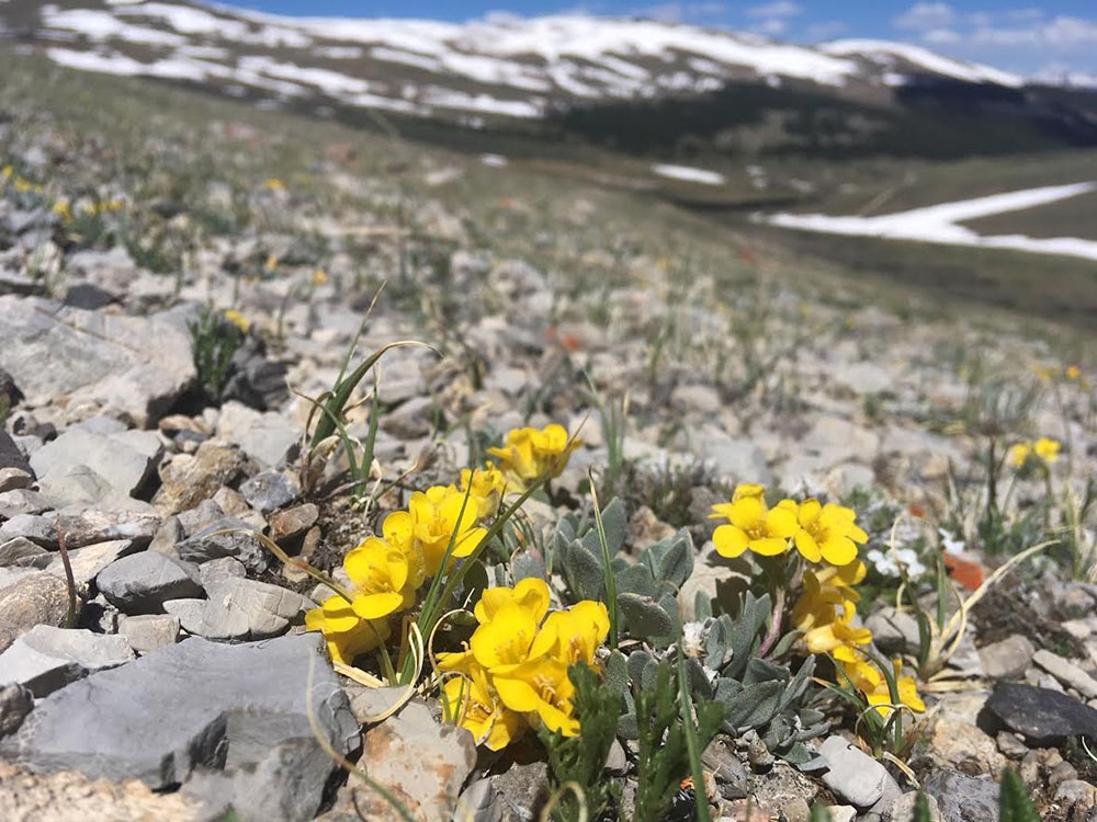 Physaria alpina at Weston Pass