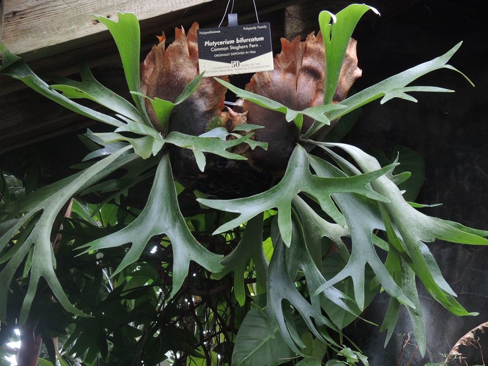 Platycerium bifurcatum, staghorn fern