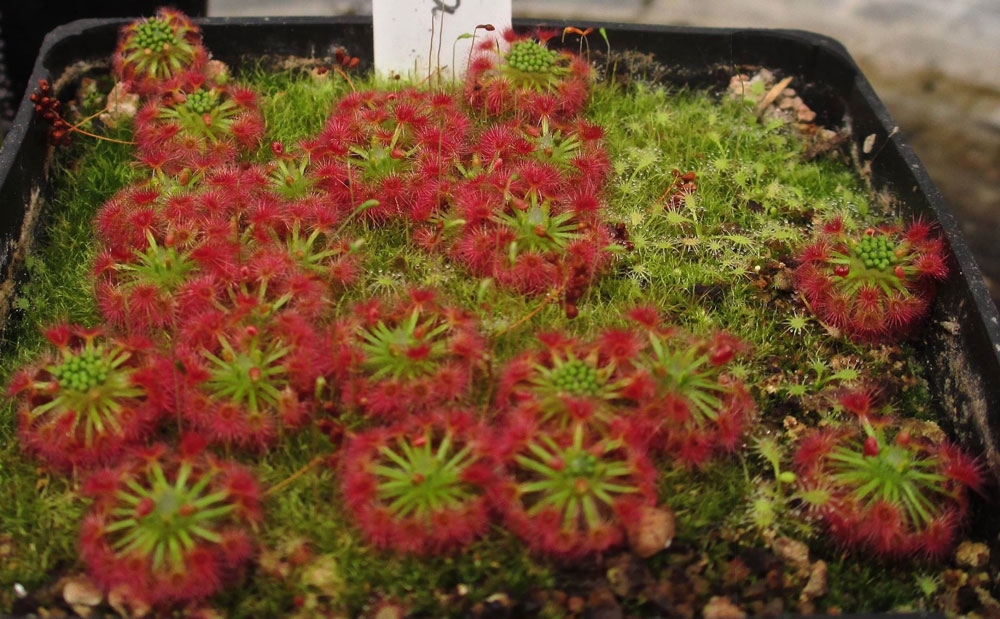 Pygmy Sundew, Drosera paleacea