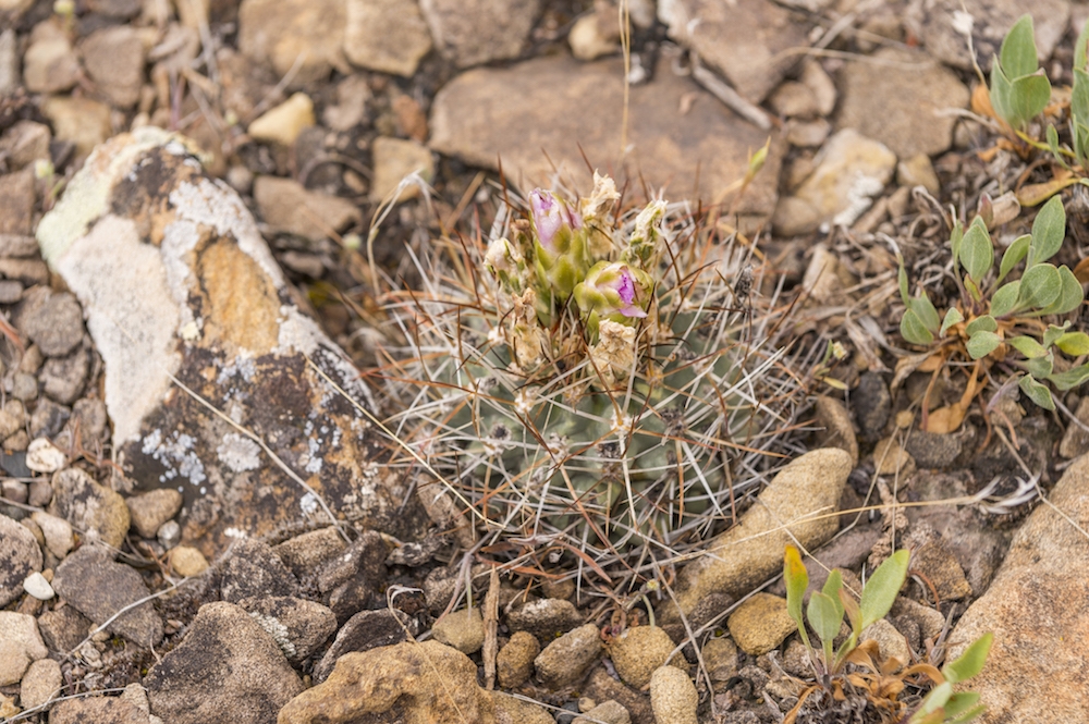 Typical Sclerocactus glaucus our researchers had to seek out amongst the gravel. Photo by Scott Dressel-Martin.