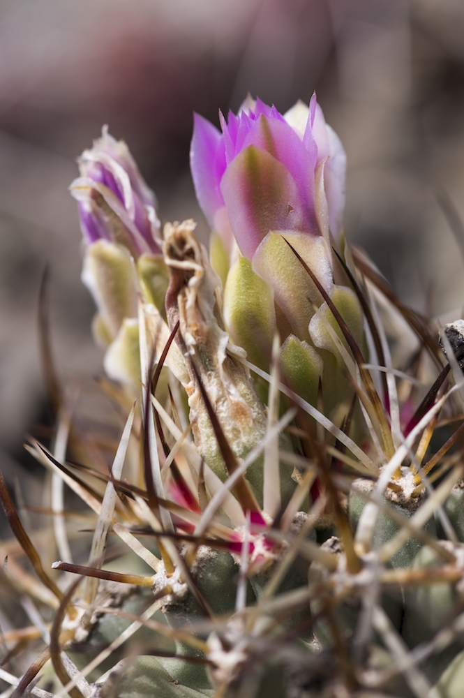 The rare Colorado cactus Sclerocactus glaucus in bloom. Photo by Scott Dressel-Martin.
