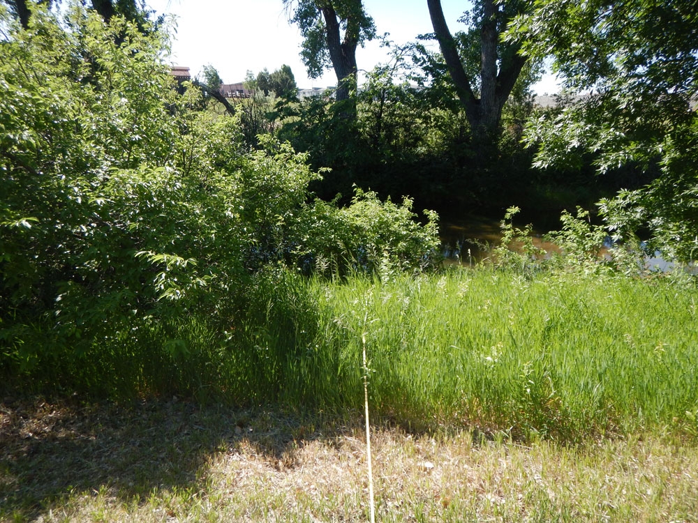 Shady canal with grasses and low shrubs on banks.