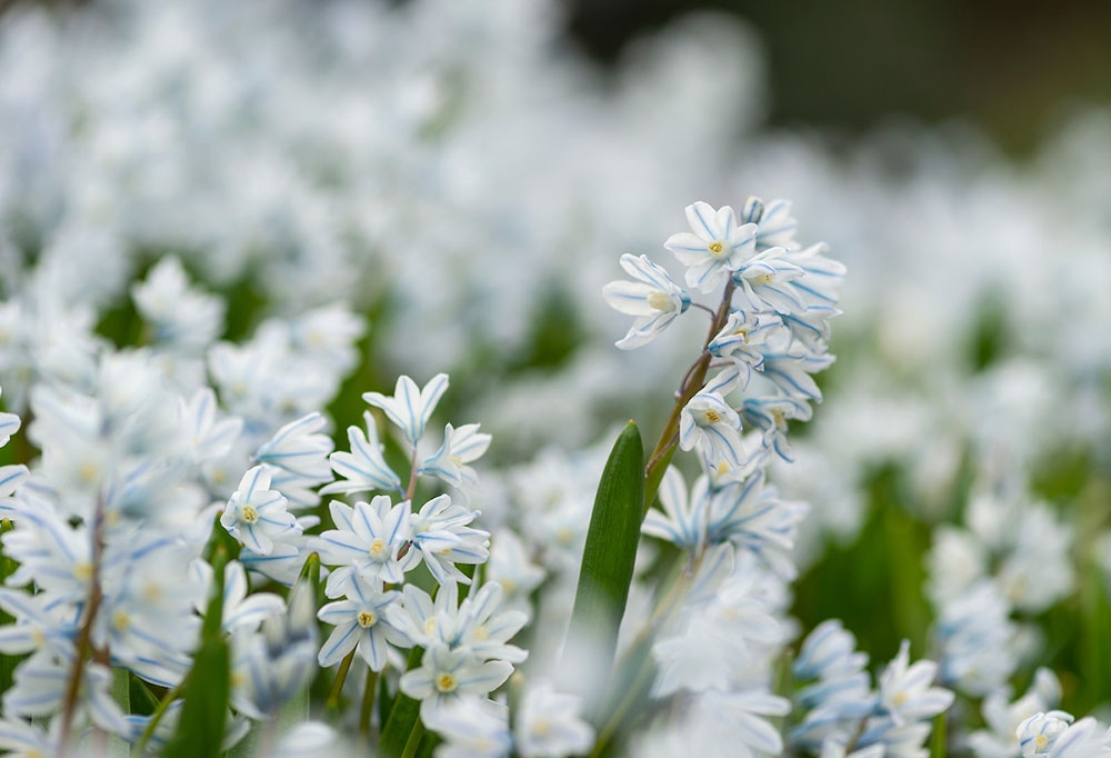 Puschkinia scilloides var. libanotica - striped squill