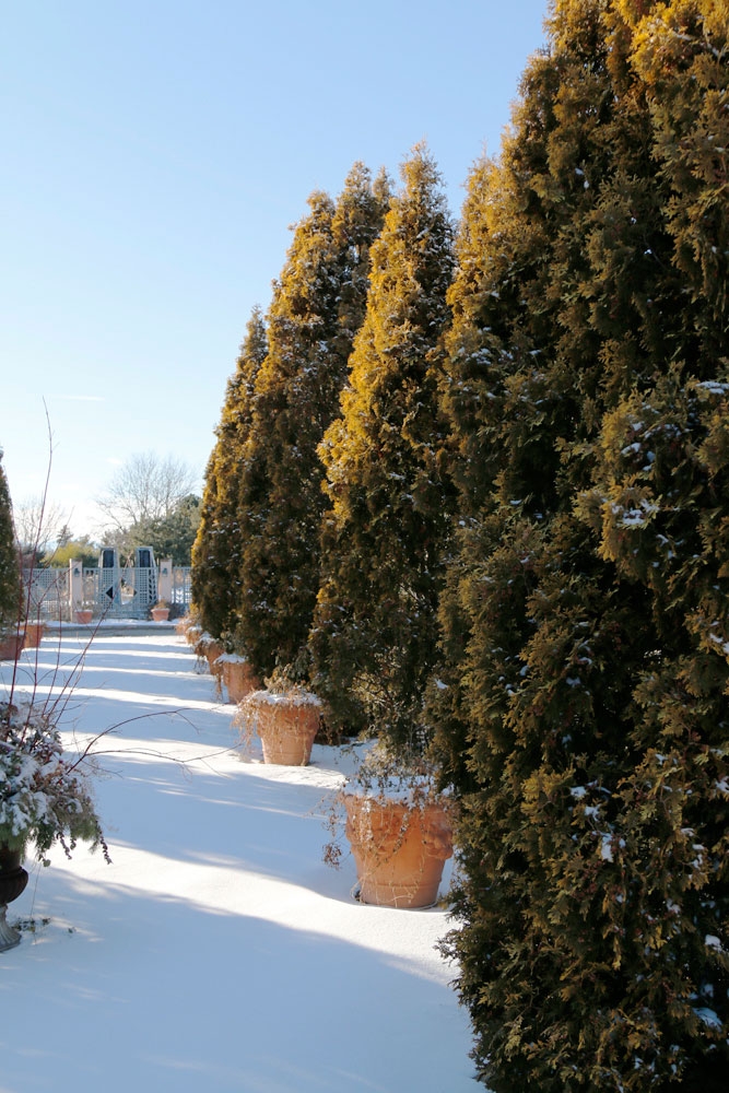 Thuja occidentalis ‘Yellow Ribbon’ in the Romantic Gardens