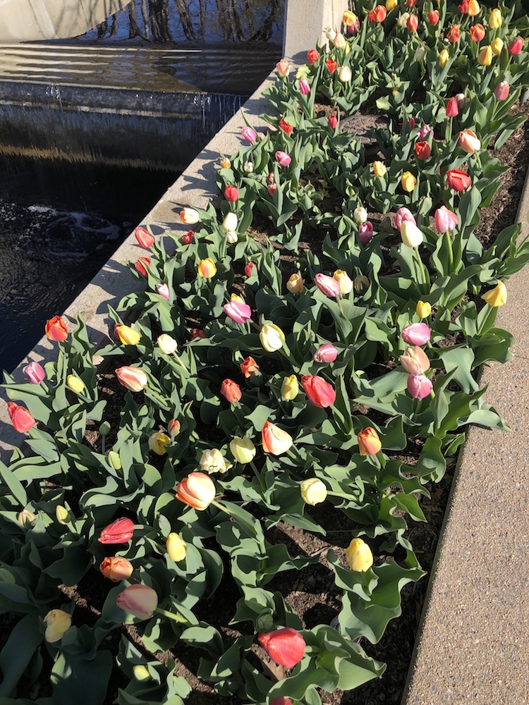 Darwin hybrid tulips called Big Ups®