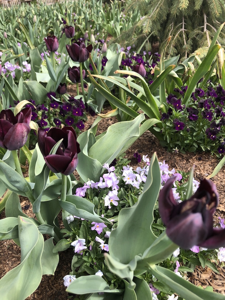 This Triumph tulip is called ‘Paul Scherer’