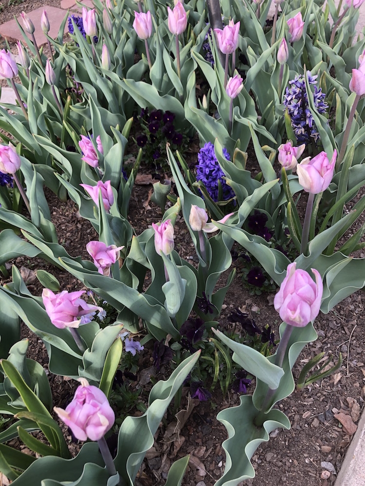 Triumph tulips called ‘Silver Cloud’