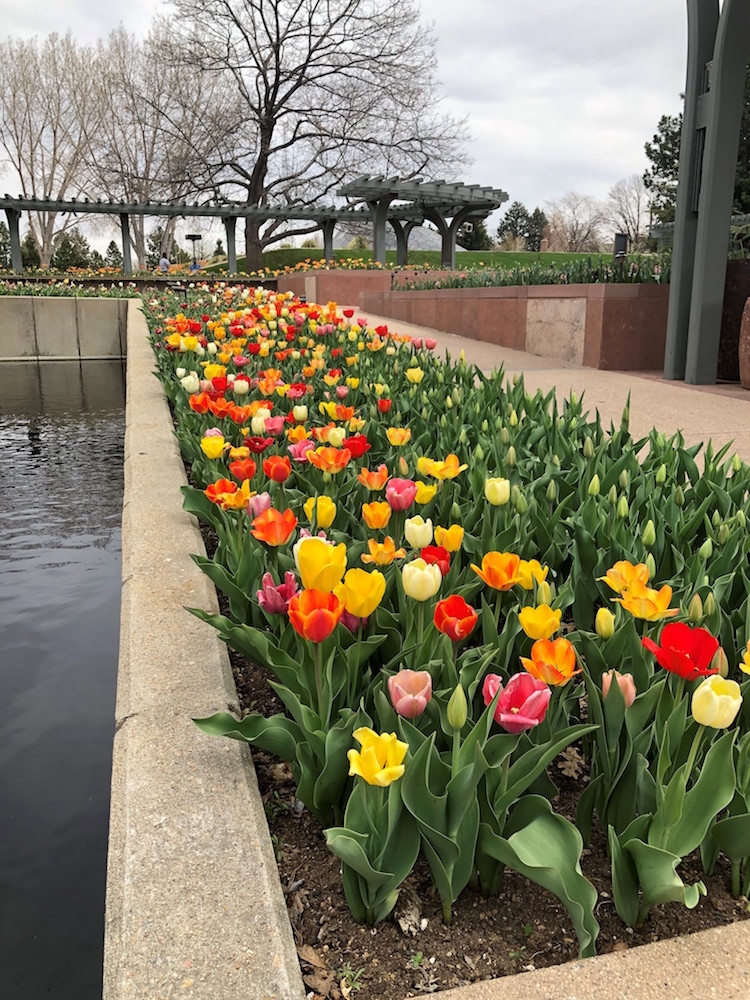 Darwin hybrid tulips called Big Ups®