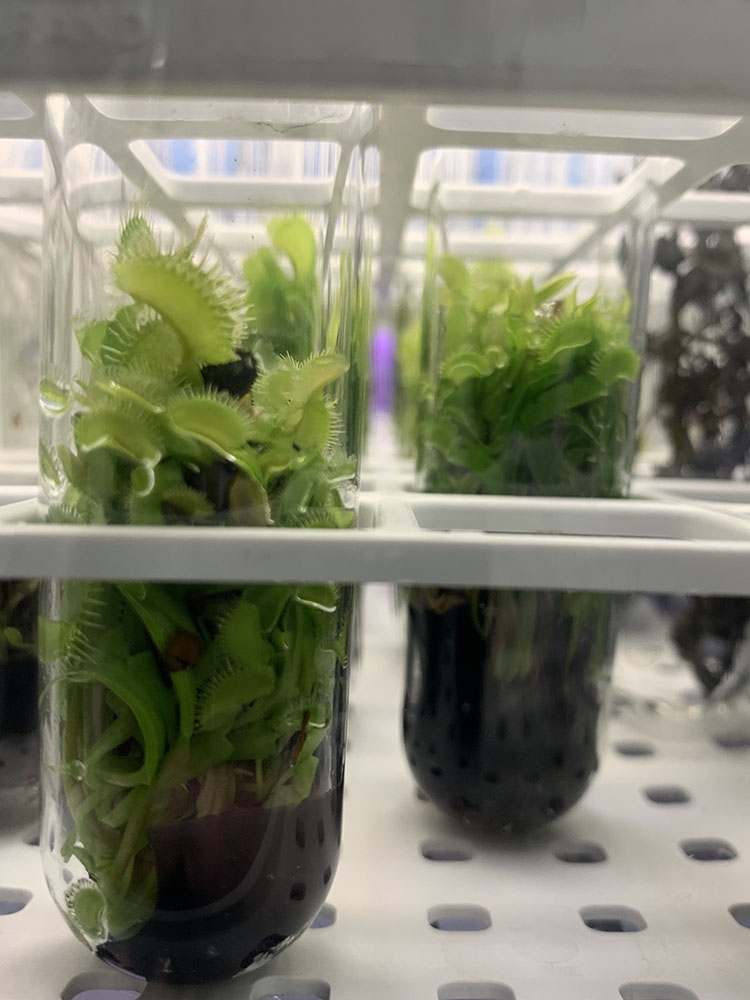 Venus flytrap in lab