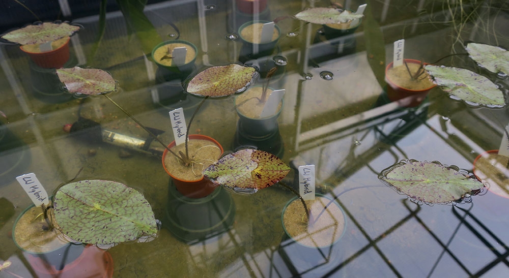 Victoria 'Longwood Hybrid'