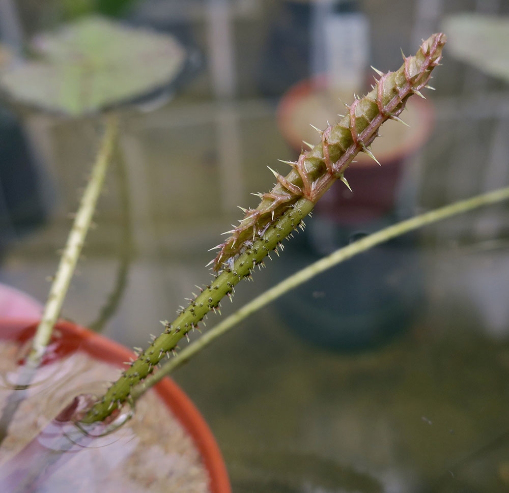 Victoria 'Longwood Hybrid'