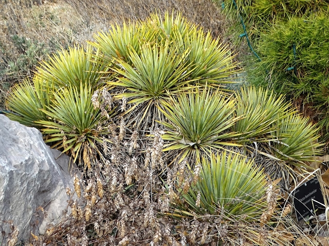 Yucca harrimaniae