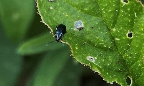 western black beetle