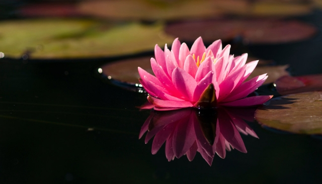 waterlily