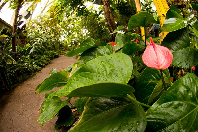 Anthurium 'Pink Champion' Flamingo Flower