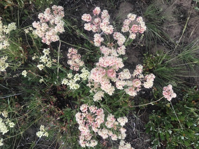 Eriogonum umbellatum