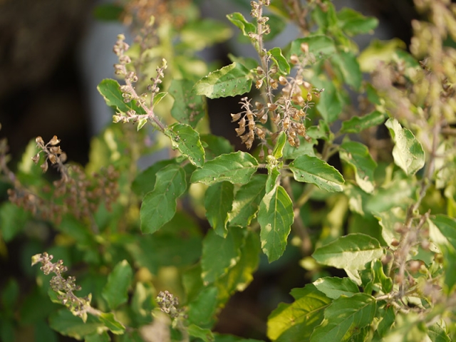 tulsi, holy basil