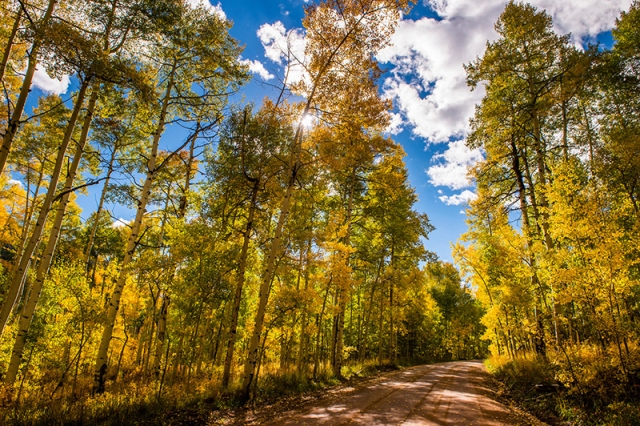 aspens with road