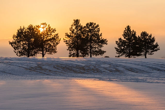 Chatfield Farms Trees in Snow