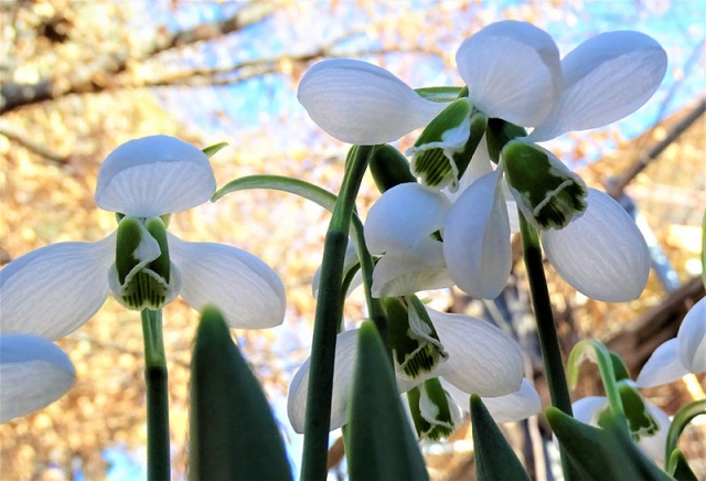snow drops