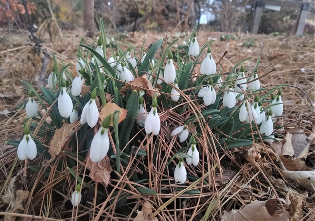 snowdrop bunch