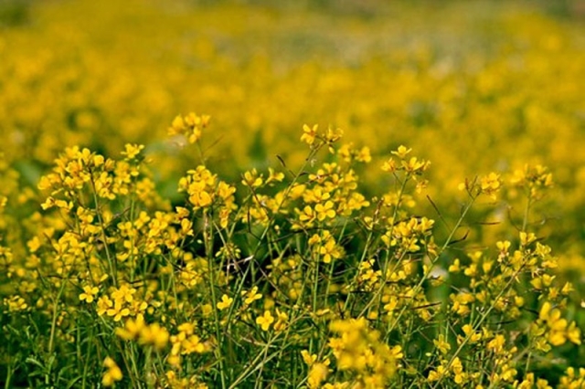 yellow flowers