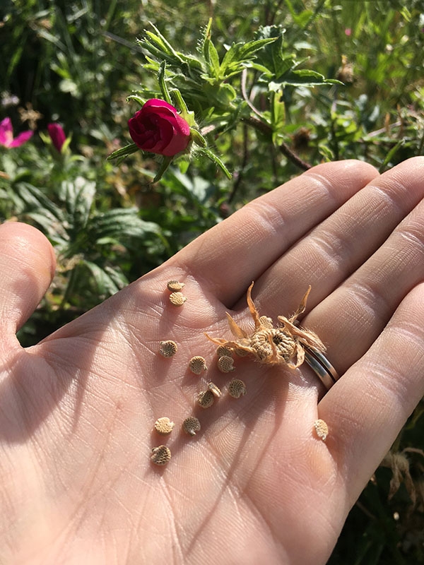 Callirhoe_Involucrata