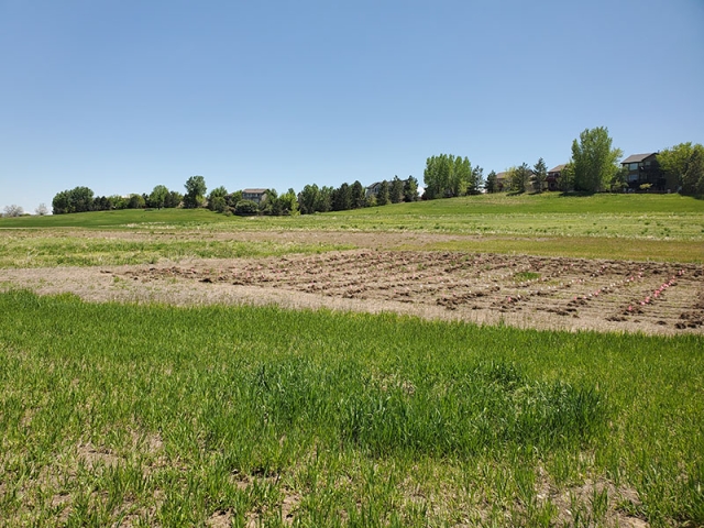 Grassland restoration site at Chatfield Farms