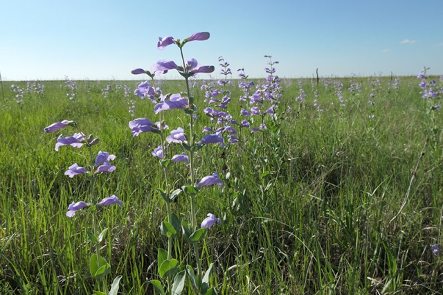 Penstemon grandiflorus in wild