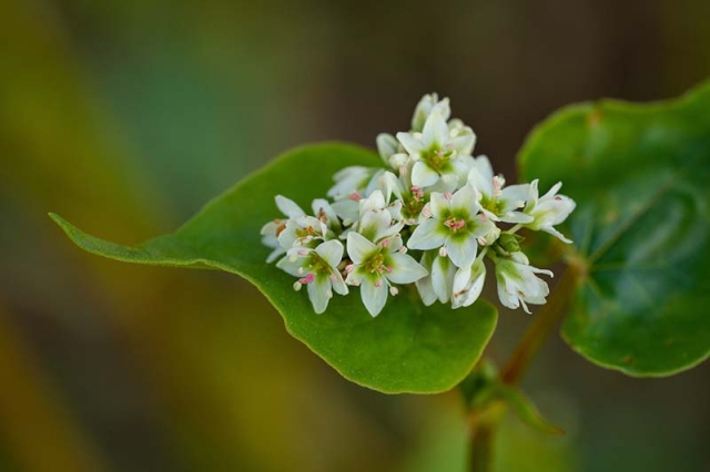 cover crop flower