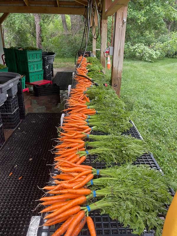 row of harvested carrot bunches