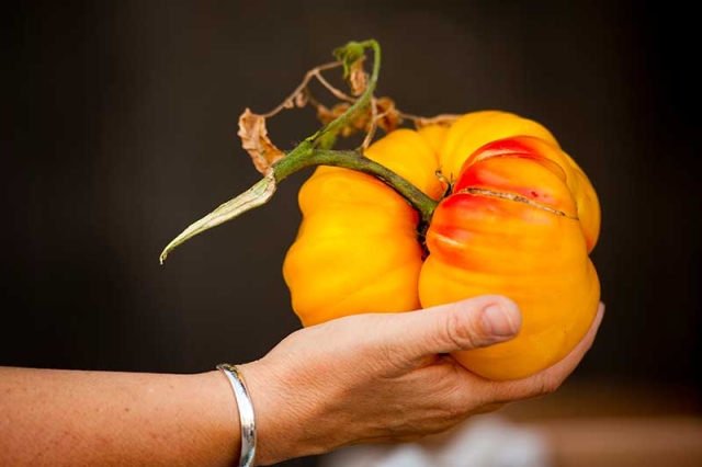 orange heirloom tomato in hand