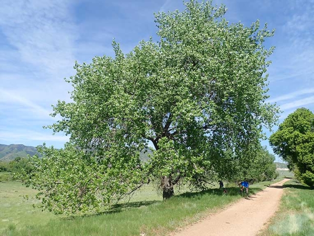 cottonwood tree by path