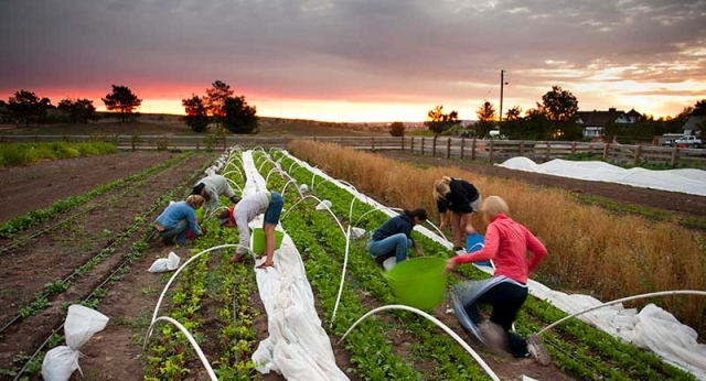 CSA harvest
