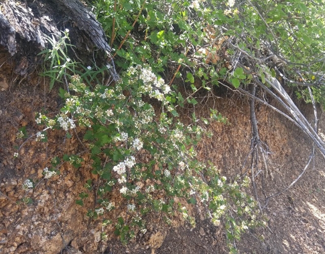 Physocarpus monogynus