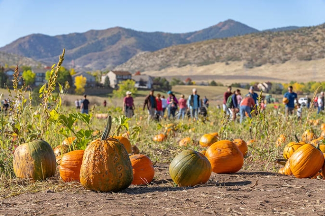 pumpkin festival