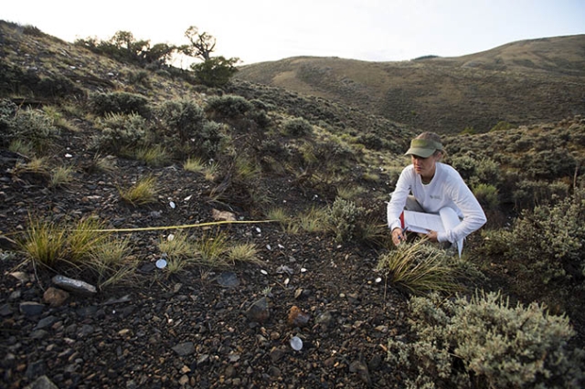 Astragalus microcymbus