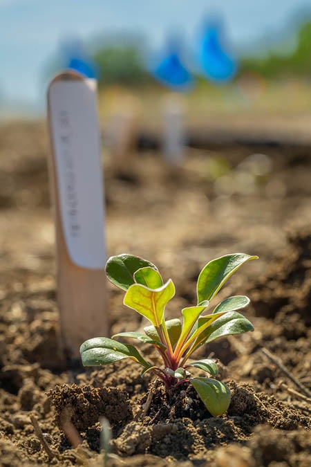 Penstemon virens seedling