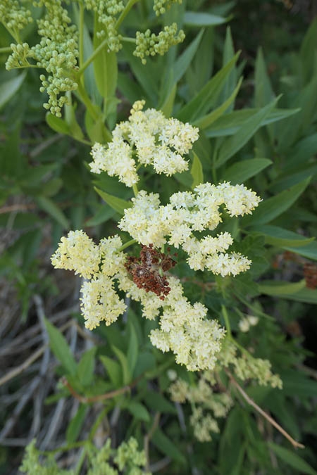elderberry