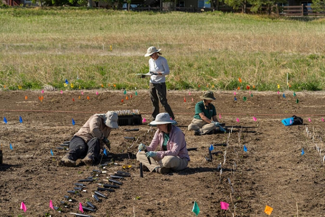 staff planting seeds