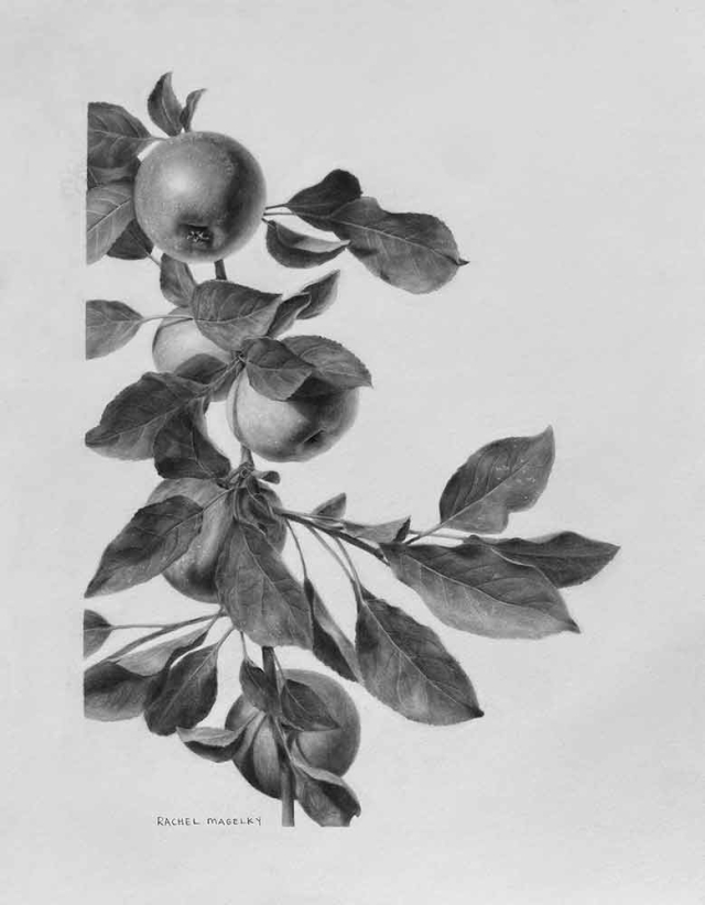 Rachel Sturtz, "Malus domestica" (McIntosh), carbon dust, 2021