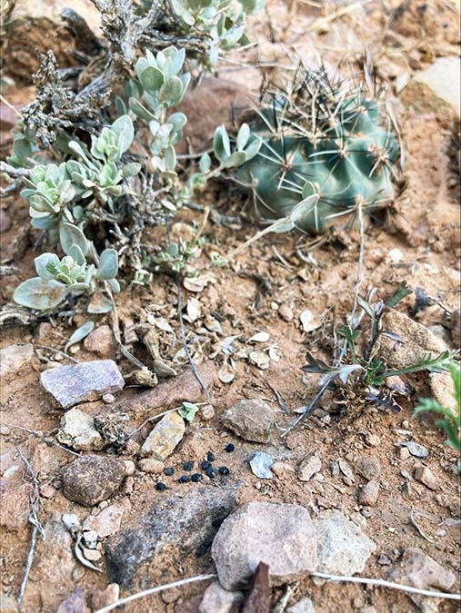 Sclerocactus glaucus seed