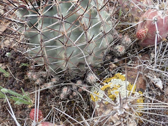 Sclerocactus glaucus seedlings
