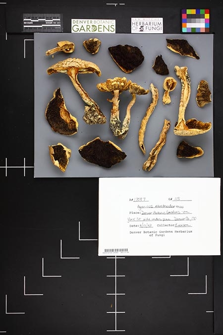 An example of a fungal specimen photo. 