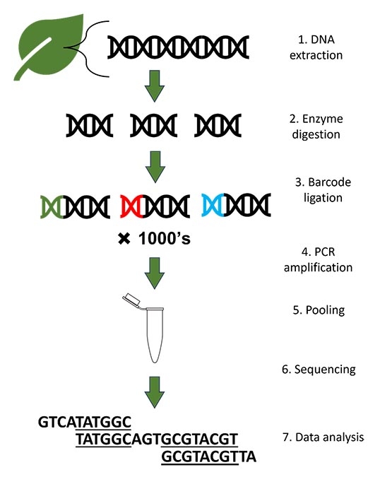 DNA sequencing