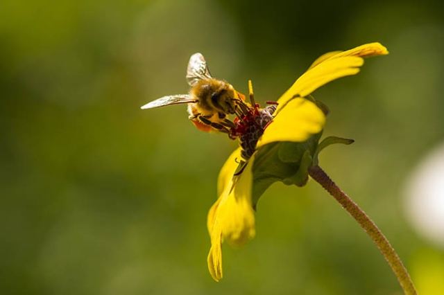 bee on yellow flower