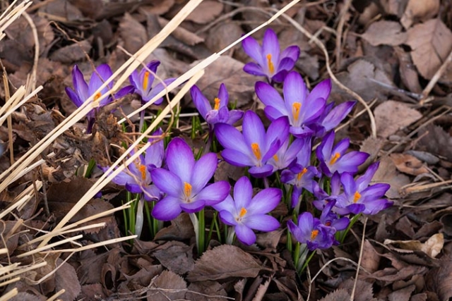 purple spring crocus poking out of leaves